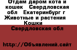 Отдам даром кота и кошек - Свердловская обл., Екатеринбург г. Животные и растения » Кошки   . Свердловская обл.